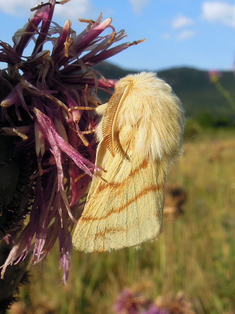 Lasiocampidae